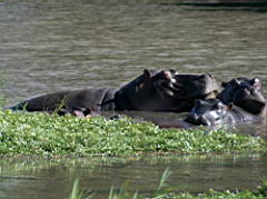 hippos gomo gomo IMG_5198.JPG